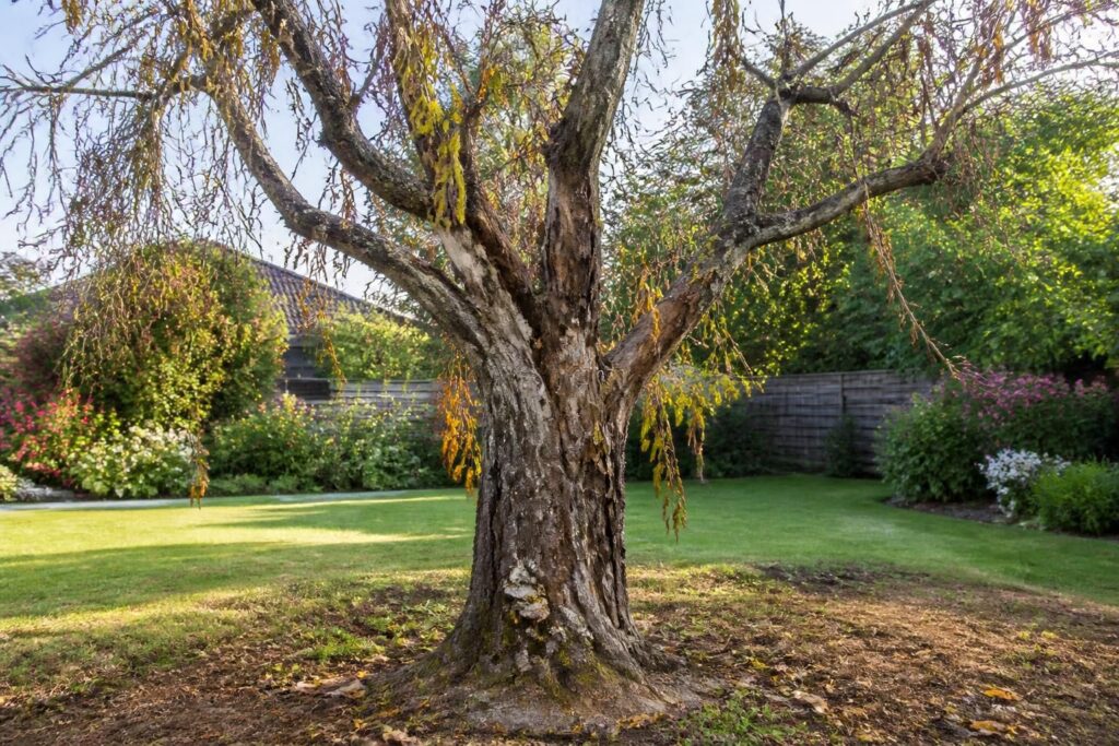 découvrez comment identifier les signes avant-coureurs de la mort d'un arbre dans votre jardin pour agir à temps et préserver votre espace vert.