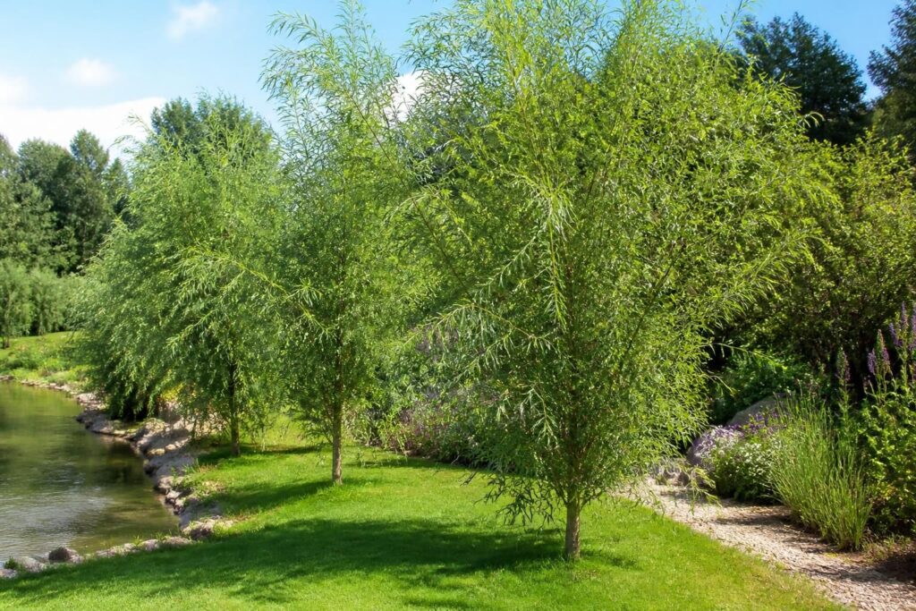 découvrez salix miyabeana, une plante idéale pour aménager vos jardins et espaces verts grâce à ses qualités naturelles et esthétiques.