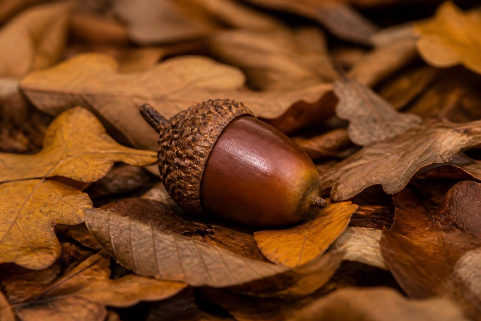 découvrez les bienfaits méconnus du gland de chêne pour enrichir votre jardin et améliorer votre bien-être au naturel.