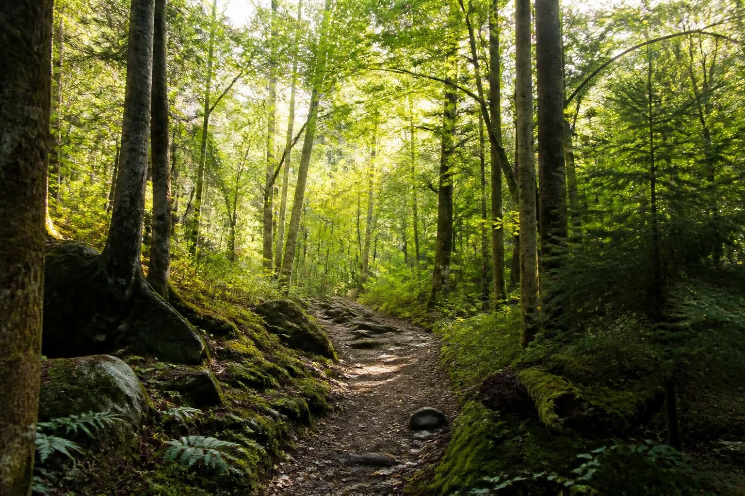 découvrez nos astuces pour trouver une forêt près de chez vous et profiter d'une escapade en pleine nature. partez à l'aventure et reconnectez-vous avec l'environnement.